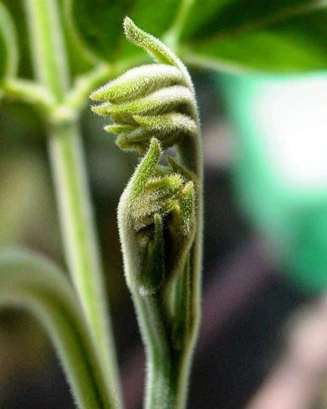 A GRANDE VIDA SEMPRE PRESENTE